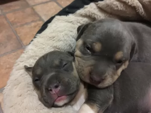 american bully puppies - health problems