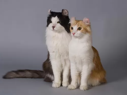 american curl cats - caring