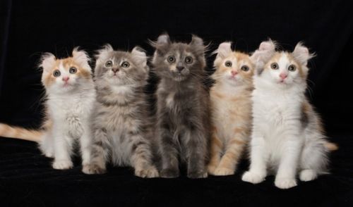 american curl kittens