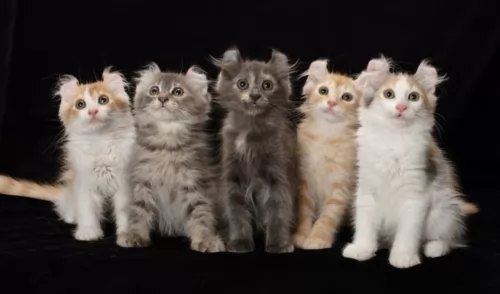 american curl kittens - health problems