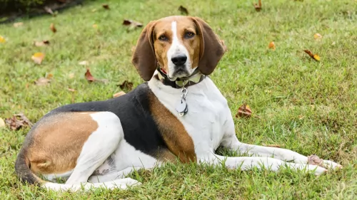 american english coonhound - history
