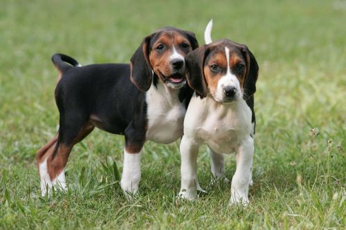 american english coonhound puppies