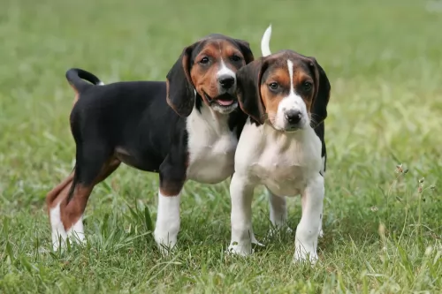 american english coonhound puppies - health problems