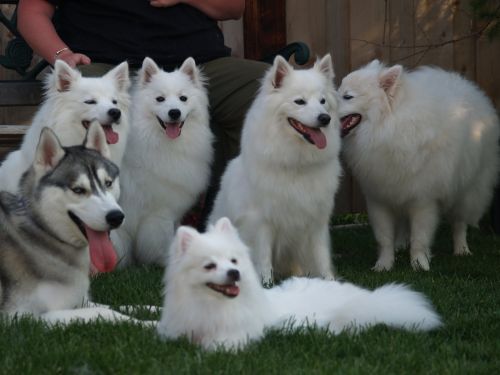 american eskimo dog dogs