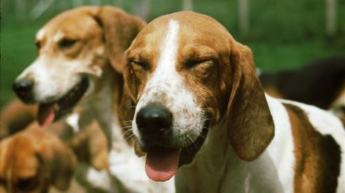 american foxhound dogs