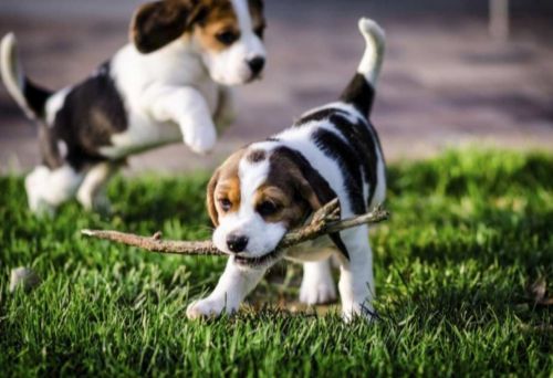american foxhound puppies