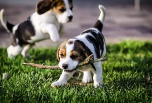 american foxhound puppies - health problems