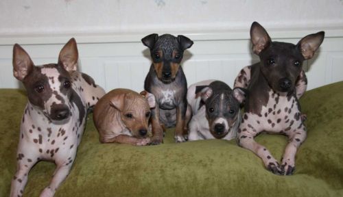 american hairless terrier puppies