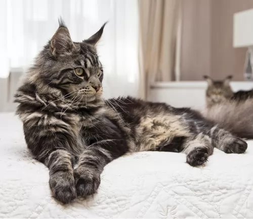 american longhair cats - caring