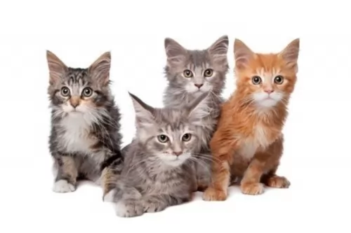 american longhair kittens - health problems