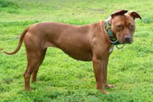 american pit bull terrier - history