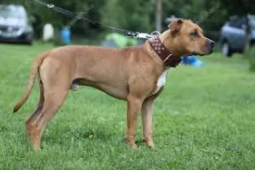american pit bull terrier dog - characteristics