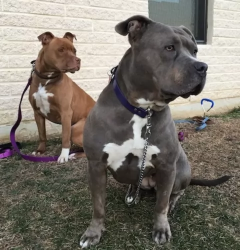 american pit bull terrier dogs - caring