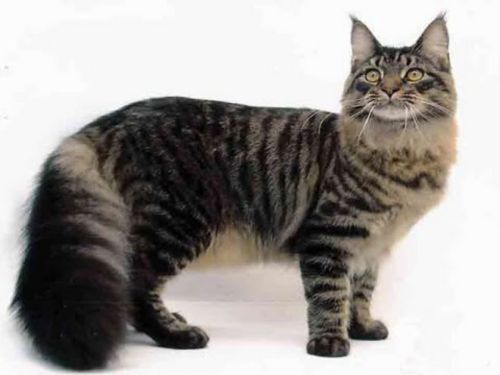 american polydactyl cat