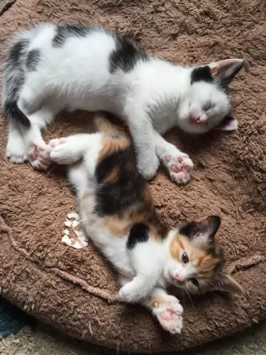 american polydactyl kittens - health problems