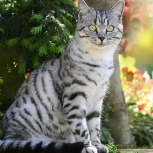 american shorthair cat - characteristics