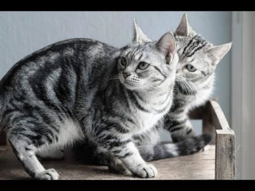 american shorthair cats