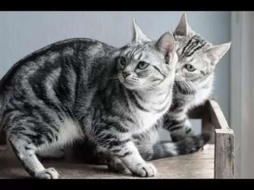 american shorthair cats - caring