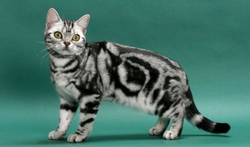 american shorthair kitten