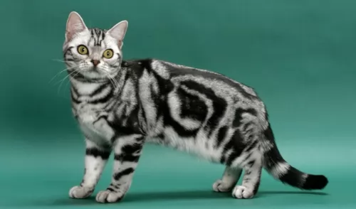 american shorthair kitten - description