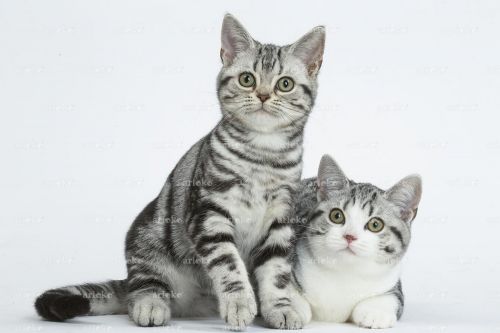 american shorthair kittens