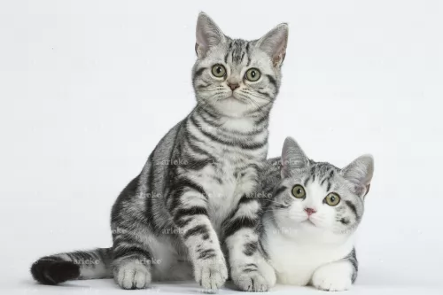 american shorthair kittens - health problems