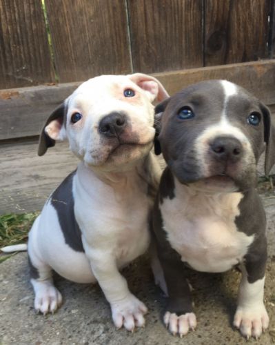 american staffordshire terrier puppies