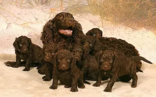 american water spaniel puppies - health problems