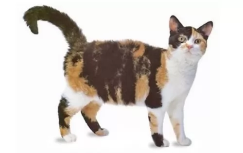 american wirehair cat - characteristics
