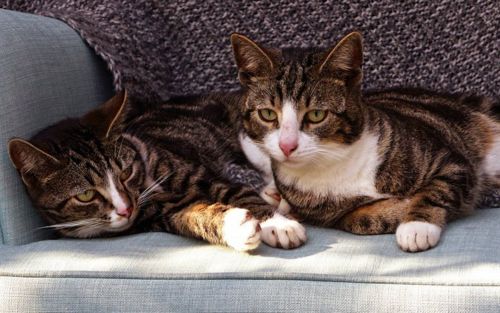 american wirehair cats
