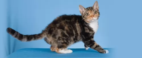 american wirehair kitten - description