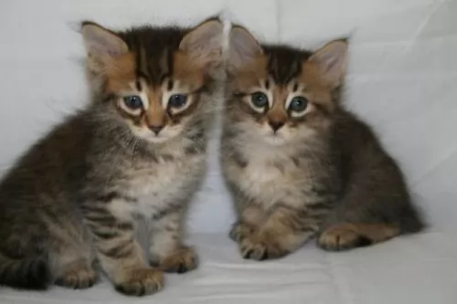 american wirehair kittens - health problems