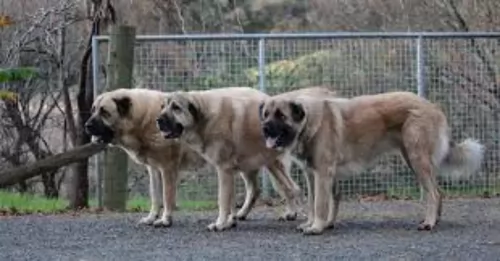 anatolian shepherd dogs - caring