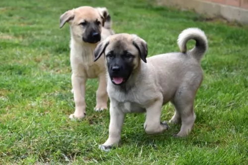 anatolian shepherd puppies - health problems