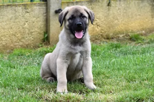 anatolian shepherd puppy - description