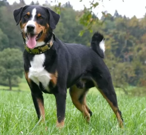appenzell mountain dog dog - characteristics