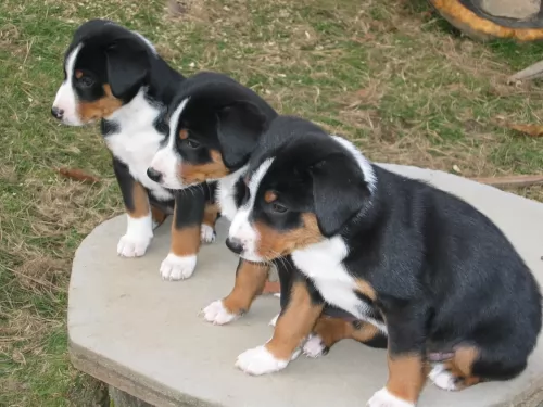 appenzell mountain dog puppies - health problems