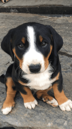 appenzell mountain dog puppy