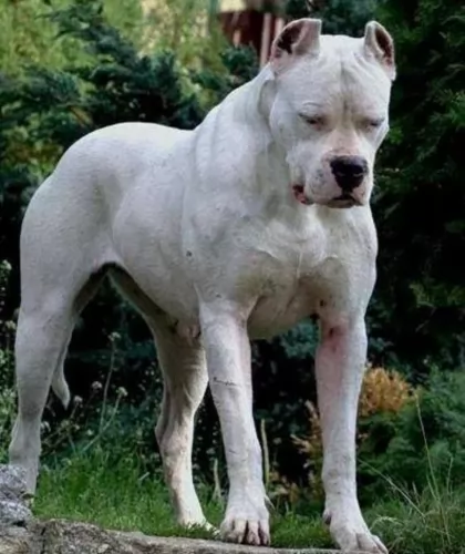 argentine dogo dog - characteristics