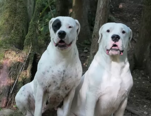 argentine dogo dogs - caring