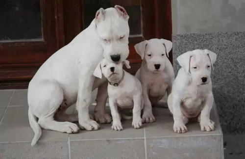 argentine dogo puppies - health problems