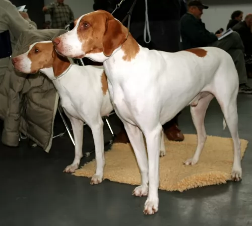 ariege pointer dogs - caring