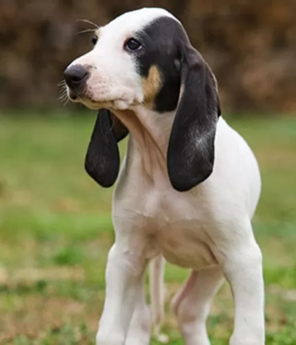 ariegeois puppy - description