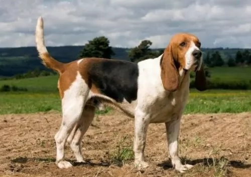 artois hound dog - characteristics