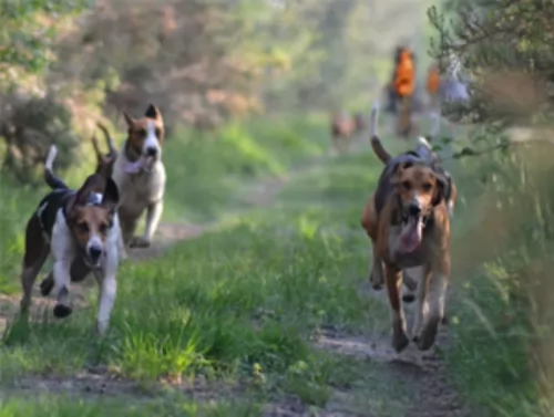 artois hound dogs - caring