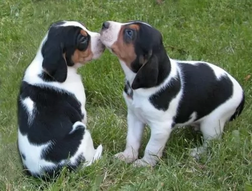 artois hound puppies - health problems