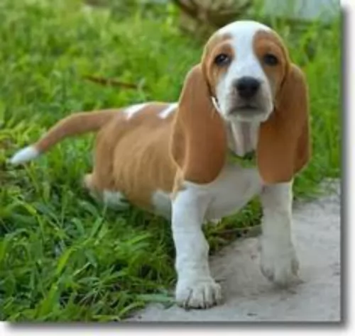 artois hound puppy - description