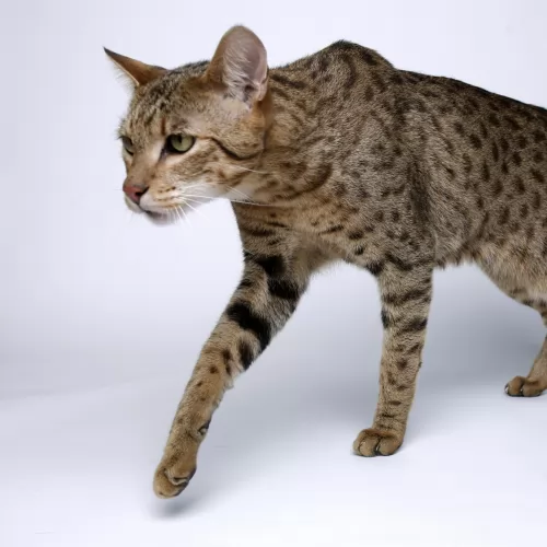 ashera cat - characteristics