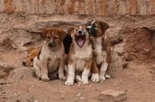 atlas terrier puppies - health problems