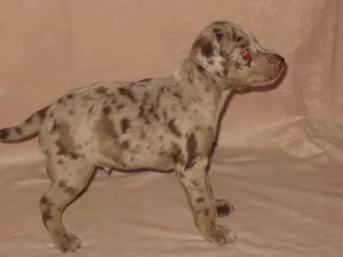 atlas terrier puppy - description